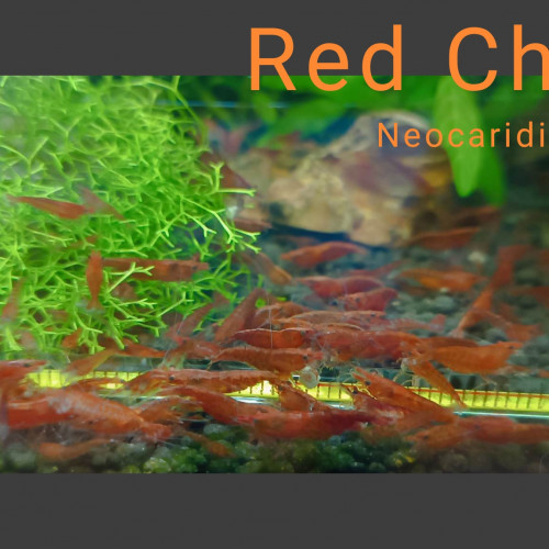 Red cherry crevettes