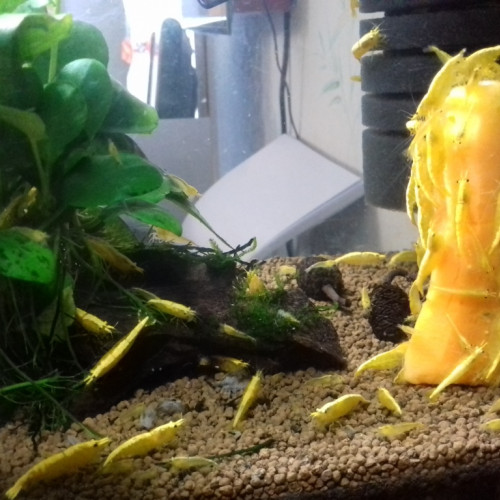 crevettes yellow néon