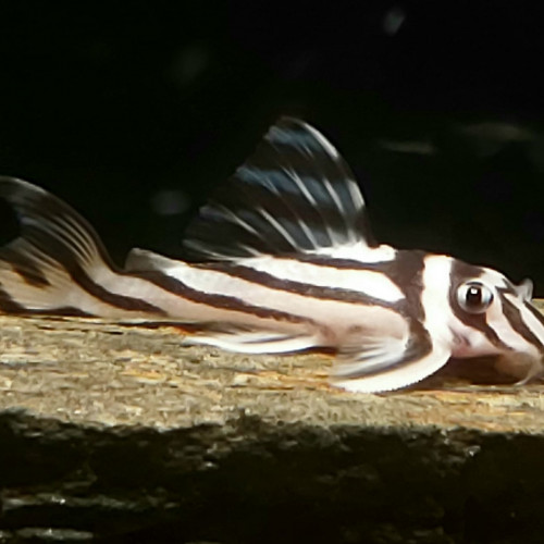 Pléco zébré (Hypancistrus Zebra) L46