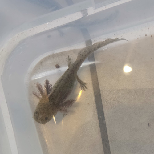 A vendre axolotl 10/15cm