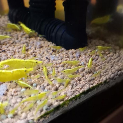 crevettes yellows néons