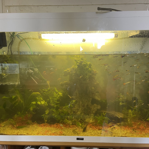 Aquarium 240L CIANO avec poissons