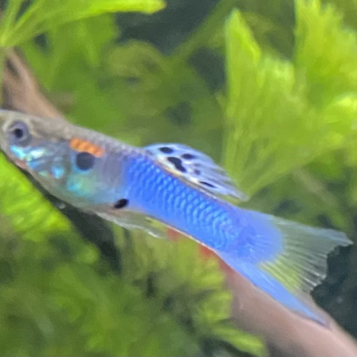 Guppy Endler Blue Japan