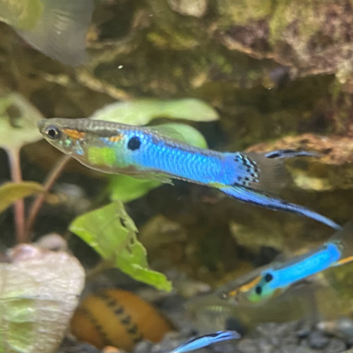 Guppy Endler Blue Japan