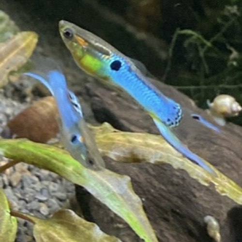 Guppy Endler Blue Japan