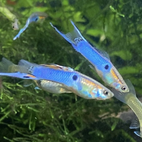 Guppy Endler Blue Japan