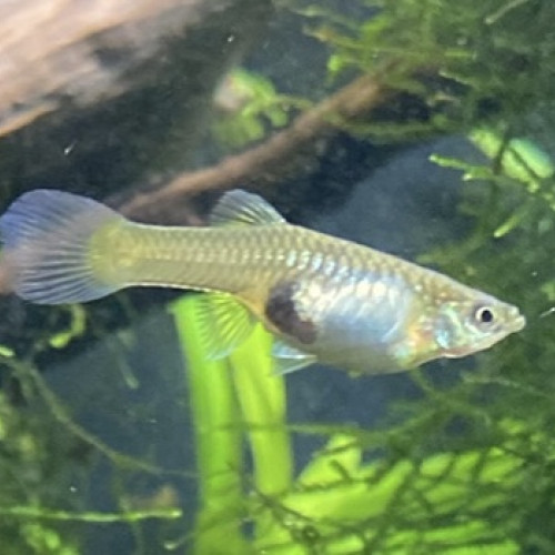 Guppy Endler Blue Japan