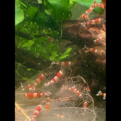 Crevettes red crystal