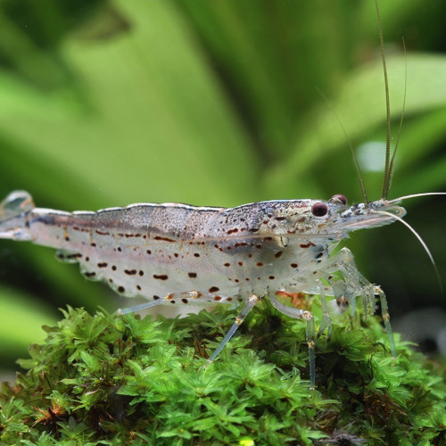 Crevettes Amano - Ajoutez une Touche d'Élégance à Votre Aquarium