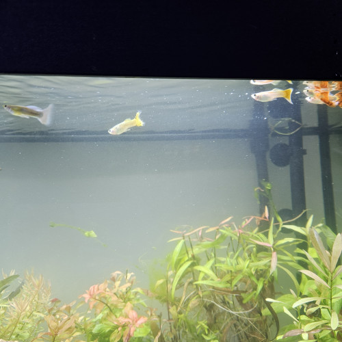Vends Guppy , corydoras, plantes crevettes et escargot