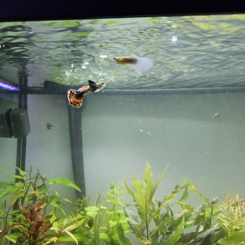 Vends Guppy , corydoras, plantes crevettes et escargot