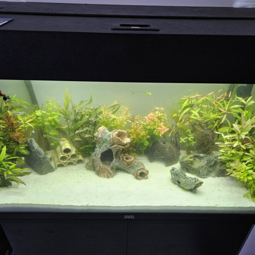 Vends Guppy , corydoras, plantes crevettes et escargot