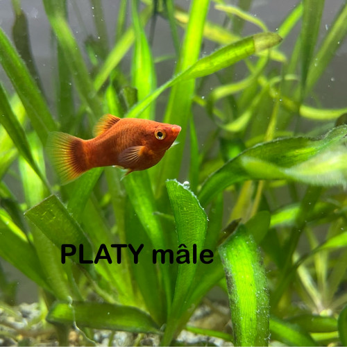 PLATY 2 femelles 1 mâle