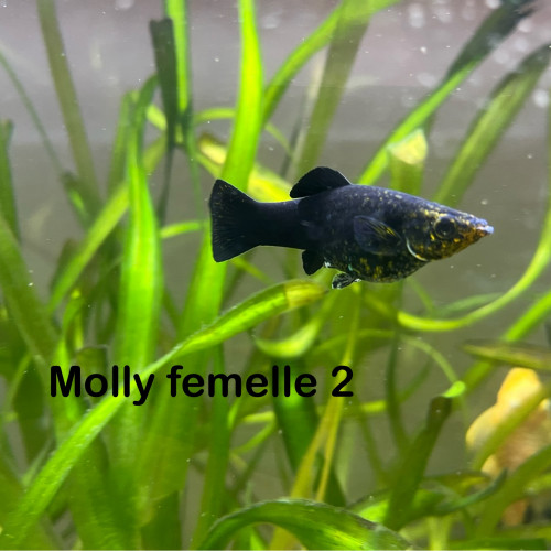 Molly 2 femelles / 1 mâle