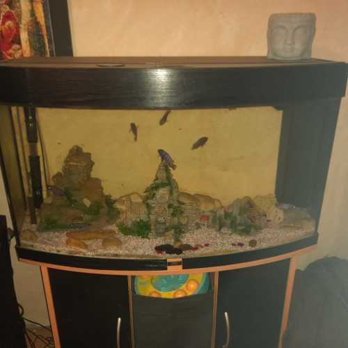 2 Aquariums 200 litres équipés avec cyclidés + meubles