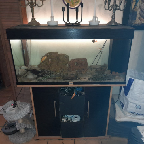 2 Aquariums 200 litres équipés avec cyclidés + meubles