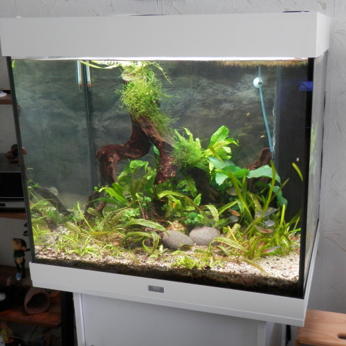 Vends aquarium Juwel gamme Lido 200 + le meuble Juwel blanc + pompe