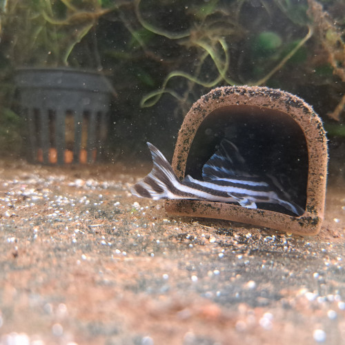 3 pleco zebra / L46 poissons