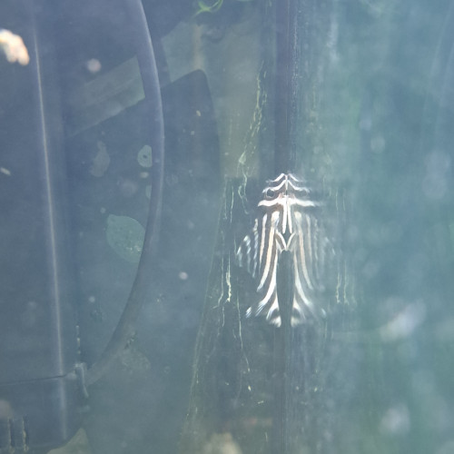 3 pleco zebra / L46 poissons