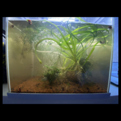 Aquarium 30L prix à négocier