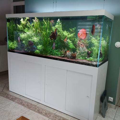 Aquarium oxyfish