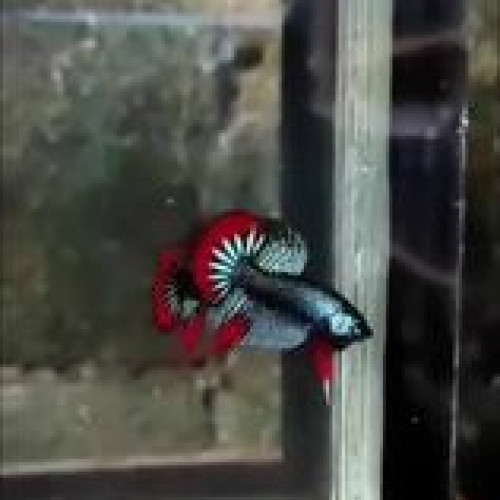 Betta Type Wild indonesien (alien, smaragdina, imbellis, splendens)