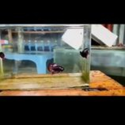 Betta Type Wild indonesien (alien, smaragdina, imbellis, splendens)