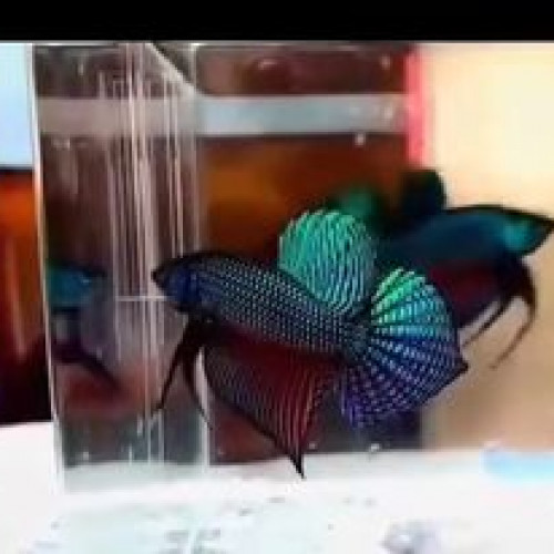 Betta Type Wild indonesien (alien, smaragdina, imbellis, splendens)