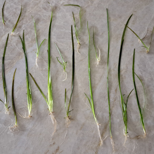 Brins de Vallisneria Americana Gigantae