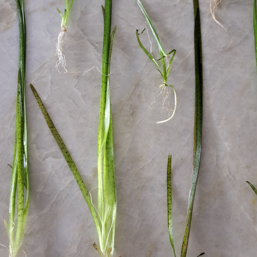 Brins de Vallisneria Americana Gigantae