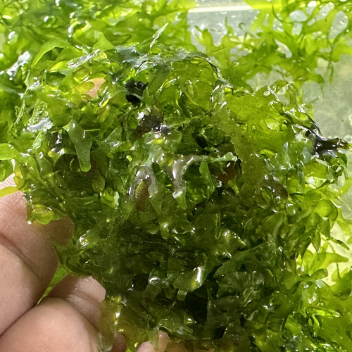 Monosolenium tenerum (Pellia)	 Ou mousse corail