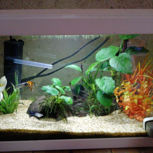 Lot Plantes et poissons