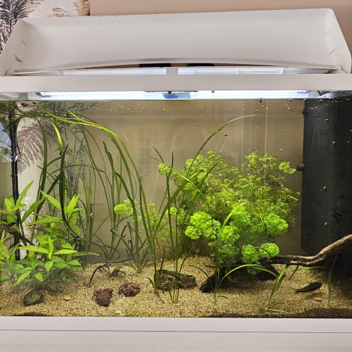 Aquarium Aquadisio 120 L 50 €