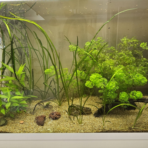 Aquarium Aquadisio 120 L 50 €