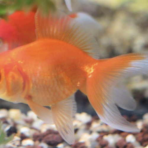 Poisson rouge , comète , shubunkins