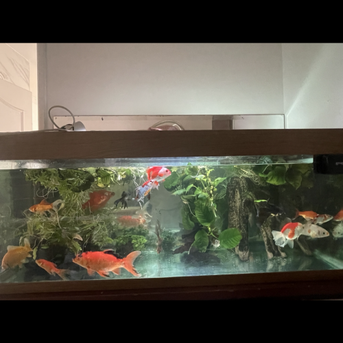Poisson rouge , comète , shubunkins