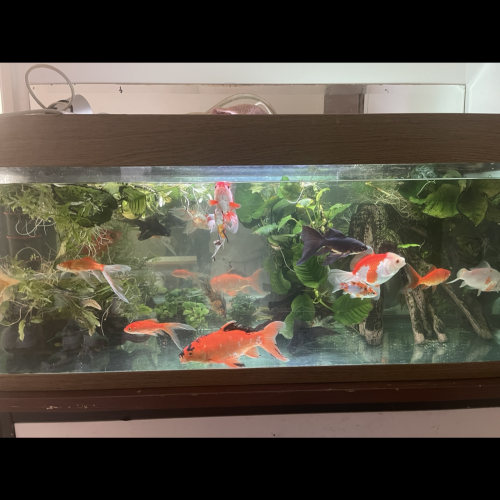 Poisson rouge , comète , shubunkins