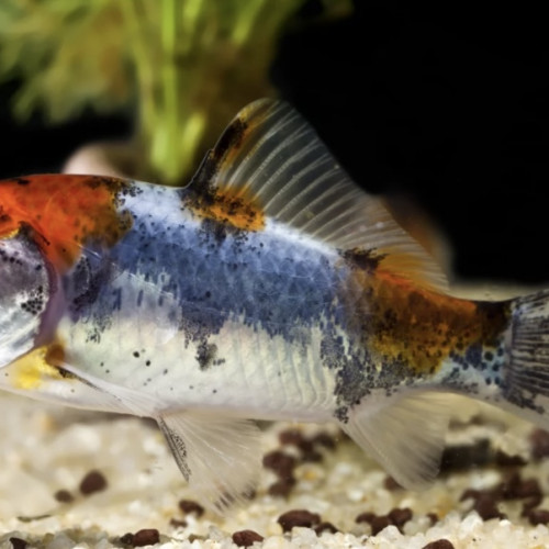 Poisson rouge , comète , shubunkins