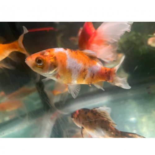 Poisson rouge , comète , shubunkins