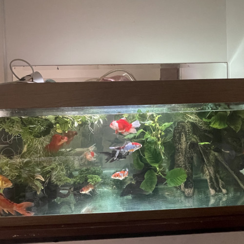 Poisson rouge , comète , shubunkins