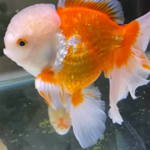 Poisson rouge , comète , shubunkins