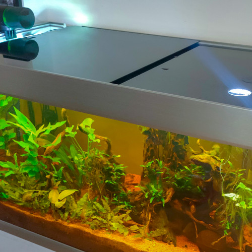 Aquarium EHEIM Urban 250 tout inclus