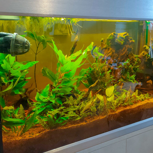 Aquarium EHEIM Urban 250 tout inclus