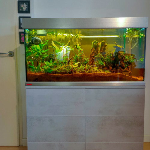 Aquarium EHEIM Urban 250 tout inclus