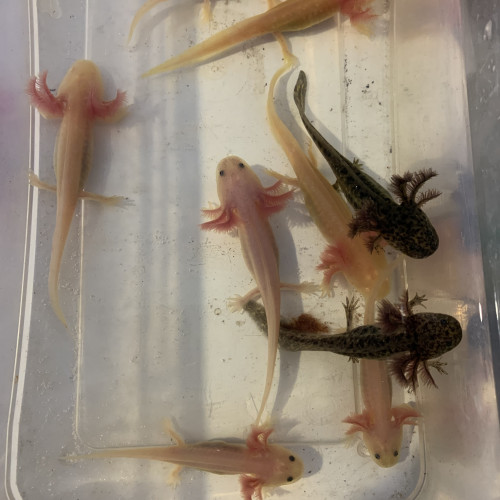 Bébé axolotl