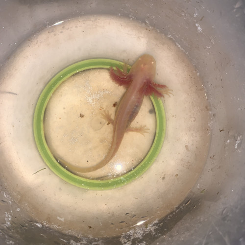 Bébé axolotl