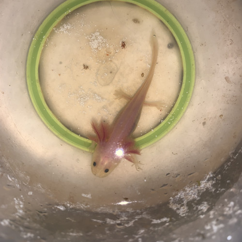 Bébé axolotl