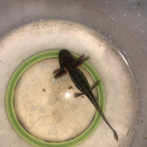 Bébé axolotl
