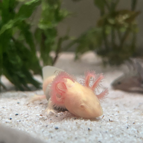 Axolotl La Rochelle Niort Vendée