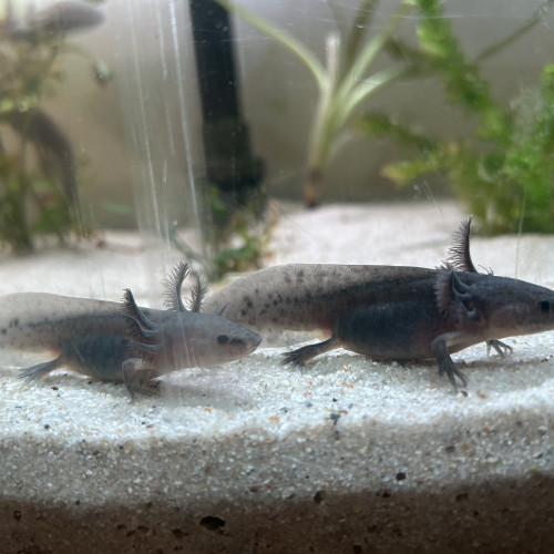 Axolotl La Rochelle Niort Vendée